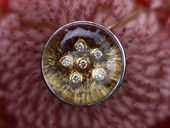 322 - ANH�NGER | Op Flower, ES, Gold, Bergkristall Opstein, Brillanten, Op Art