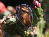 307 - RING | Rock Flower, ES, Bergkristall mit Rutilen, Brillant, Gem Art