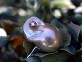 315 - RING | Pearl Snail, ES, Gold, Biwakoperle, Brillant