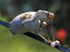 737 | Miniature Sculpture - Urer URO gold, twin pearl, Thalassina Anomala, Braille Art