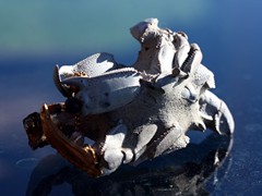 740 | Miniature Sculpture - Urer URQ gold, silver, pearl, Thalassina Anomala, Braille Art