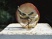 3  |  Brooch, Snipe and Shell, Gold, Silver, Cupper, Ferrochrome, Diamond, Pearl, Golden Poetry, 1984 
